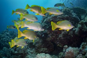 ABINGTON REEF -MAR ROJO - SUDÁN -  Port Sudan Sudán foto 5