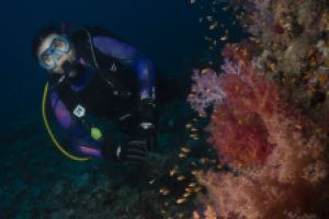 ABINGTON REEF -MAR ROJO - SUDÁN -  Port Sudan Sudán foto 6