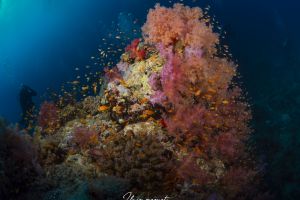 ABINGTON REEF -MAR ROJO - SUDÁN -  Port Sudan Sudán foto 7