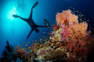 ABINGTON REEF -MAR ROJO - SUDÁN -  Port Sudan Sudán foto 8