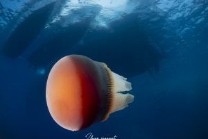 MERLO- MAR ROJO - SUDÁN -  Port Sudan Sudán foto 1