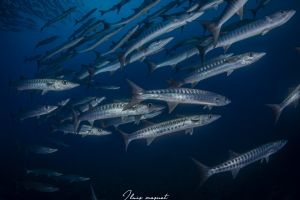 MERLO- MAR ROJO - SUDÁN -  Port Sudan Sudán foto 2