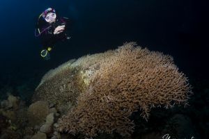 MERLO- MAR ROJO - SUDÁN -  Port Sudan Sudán foto 4