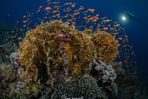 MERLO- MAR ROJO - SUDÁN -  Port Sudan Sudán foto 3