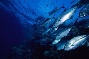 SEVEN REEFS - ARABIA SAUDÍ -  Yanbu Arabia Saudita foto 4