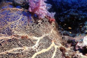 SEVEN REEFS - ARABIA SAUDÍ -  Yanbu Arabia Saudita foto 3