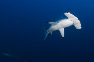 SEVEN REEFS - ARABIA SAUDÍ -  Yanbu Arabia Saudita foto 6