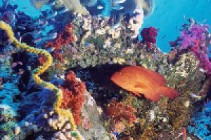 SEVEN REEFS - ARABIA SAUDÍ -  Yanbu Arabia Saudita foto 7