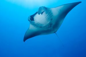 FIVE SISTERS - ARABIA SAUDÍ -  Yanbu Saudi Arabia foto 11