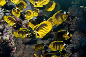 FIVE SISTERS - ARABIA SAUDÍ -  Yanbu Saudi Arabia foto 12