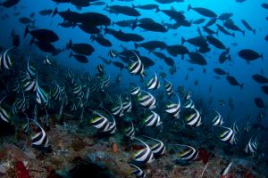 FIVE SISTERS - ARABIA SAUDÍ -  Yanbu Saudi Arabia foto 13