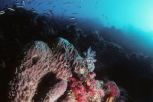 FIVE SISTERS - ARABIA SAUDÍ -  Yanbu Saudi Arabia foto 17