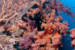 FIVE SISTERS - ARABIA SAUDÍ -  Yanbu Saudi Arabia foto 18