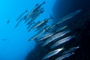 FIVE SISTERS - ARABIA SAUDÍ -  Yanbu Saudi Arabia foto 19