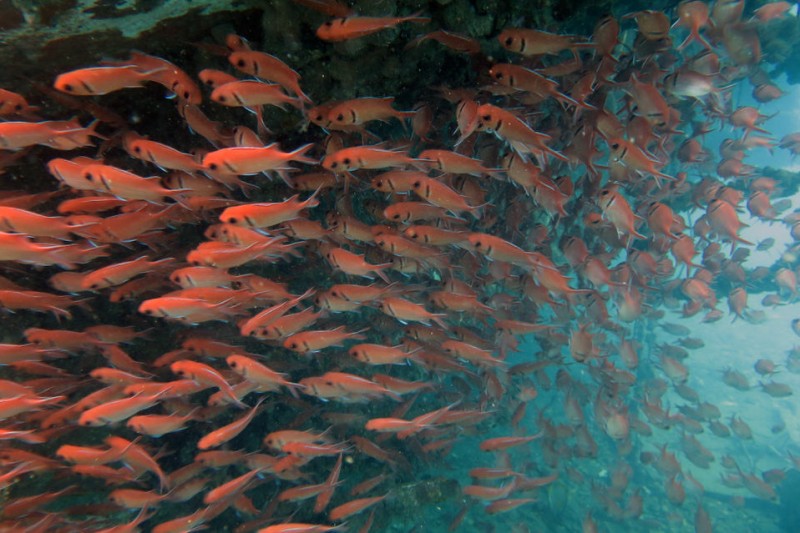 BONE DE JOCKEY – ISLA DE SANTO TOMÉ -  Cantagalo São Tomé and Príncipe
