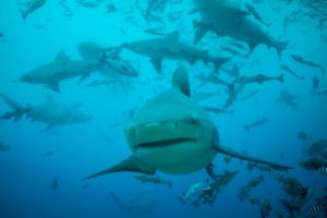 FIJI SHARK CORRIDOR (LAGOON DE BEQA, VITI LEVU, FIJI) -  Beqa Island Fiji