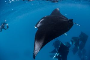 TACHAI REEF - KOH TACHAI – ISLAS SIMILAN – TAILANDIA -  Tap Lamu Pier Tailandia foto 4