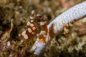 TACHAI REEF - KOH TACHAI – ISLAS SIMILAN – TAILANDIA -  Tap Lamu Pier Tailandia foto 7