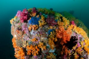 TACHAI REEF - KOH TACHAI – ISLAS SIMILAN – TAILANDIA -  Tap Lamu Pier Tailandia foto 9