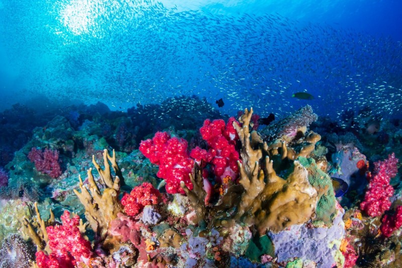 TACHAI REEF - KOH TACHAI – ISLAS SIMILAN – TAILANDIA -  Tap Lamu Pier Tailandia