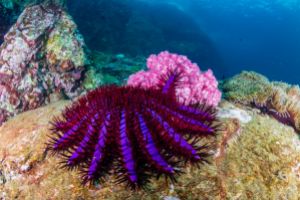 CHRISTMAS POINT – KOH BA NGU - ISLAS SIMILAN – TAILANDIA -  Tap Lamu Pier Thailand foto 1