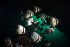 CHRISTMAS POINT – KOH BA NGU - ISLAS SIMILAN – TAILANDIA -  Tap Lamu Pier Thailand foto 11