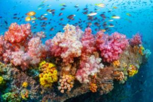 CHRISTMAS POINT – KOH BA NGU - ISLAS SIMILAN – TAILANDIA -  Tap Lamu Pier Thailand foto 2