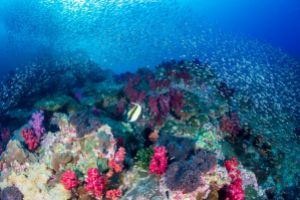 CHRISTMAS POINT – KOH BA NGU - ISLAS SIMILAN – TAILANDIA -  Tap Lamu Pier Thailand foto 4
