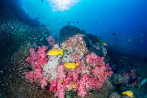 CHRISTMAS POINT – KOH BA NGU - ISLAS SIMILAN – TAILANDIA -  Tap Lamu Pier Thailand foto 5