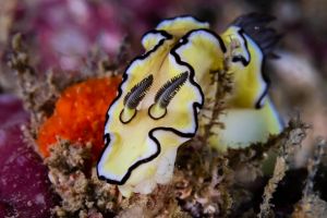 CHRISTMAS POINT – KOH BA NGU - ISLAS SIMILAN – TAILANDIA -  Tap Lamu Pier Thailand foto 7