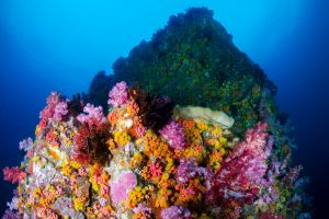 BEACON REEF – KOH SIMILAN – ISLAS SIMILAN - TAILANDIA -  Tap Lamu Pier Tailandia foto 1