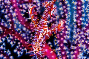 BEACON REEF – KOH SIMILAN – ISLAS SIMILAN - TAILANDIA -  Tap Lamu Pier Tailandia foto 10