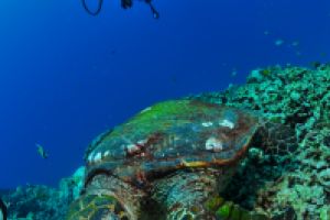 BEACON REEF – KOH SIMILAN – ISLAS SIMILAN - TAILANDIA -  Tap Lamu Pier Tailandia foto 11