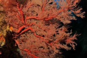 BEACON REEF – KOH SIMILAN – ISLAS SIMILAN - TAILANDIA -  Tap Lamu Pier Tailandia foto 12