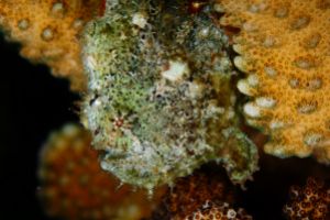 BEACON REEF – KOH SIMILAN – ISLAS SIMILAN - TAILANDIA -  Tap Lamu Pier Tailandia foto 13