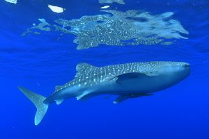 BEACON REEF – KOH SIMILAN – ISLAS SIMILAN - TAILANDIA -  Tap Lamu Pier Tailandia foto 14