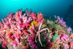 BEACON REEF – KOH SIMILAN – ISLAS SIMILAN - TAILANDIA -  Tap Lamu Pier Tailandia foto 4