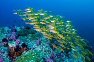 BEACON REEF – KOH SIMILAN – ISLAS SIMILAN - TAILANDIA -  Tap Lamu Pier Tailandia foto 5