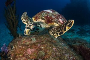 BEACON REEF – KOH SIMILAN – ISLAS SIMILAN - TAILANDIA -  Tap Lamu Pier Tailandia foto 6