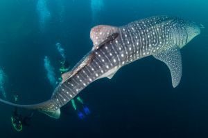 BEACON REEF – KOH SIMILAN – ISLAS SIMILAN - TAILANDIA -  Tap Lamu Pier Tailandia foto 7