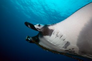 BEACON REEF – KOH SIMILAN – ISLAS SIMILAN - TAILANDIA -  Tap Lamu Pier Tailandia foto 8