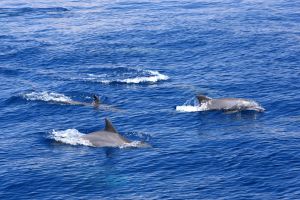BEACON REEF – KOH SIMILAN – ISLAS SIMILAN - TAILANDIA -  Tap Lamu Pier Tailandia foto 9