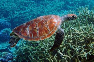 TURTLE ROCK – KOH SIMILAN – ISLAS SIMILAN - TAILANDIA -  Tap Lamu Pier Tailandia foto 1
