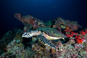 TURTLE ROCK – KOH SIMILAN – ISLAS SIMILAN - TAILANDIA -  Tap Lamu Pier Tailandia foto 3