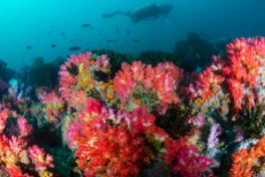 TURTLE ROCK – KOH SIMILAN – ISLAS SIMILAN - TAILANDIA -  Tap Lamu Pier Tailandia foto 4