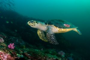 TURTLE ROCK – KOH SIMILAN – ISLAS SIMILAN - TAILANDIA -  Tap Lamu Pier Tailandia foto 5