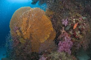 TURTLE ROCK – KOH SIMILAN – ISLAS SIMILAN - TAILANDIA -  Tap Lamu Pier Tailandia foto 6