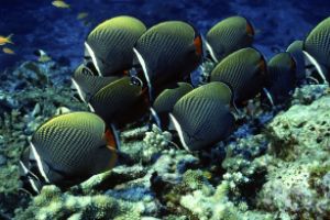 TURTLE ROCK – KOH SIMILAN – ISLAS SIMILAN - TAILANDIA -  Tap Lamu Pier Tailandia foto 8