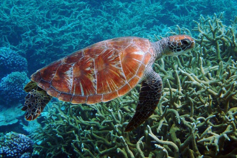 TURTLE ROCK – KOH SIMILAN – ISLAS SIMILAN - TAILANDIA -  Tap Lamu Pier Tailandia