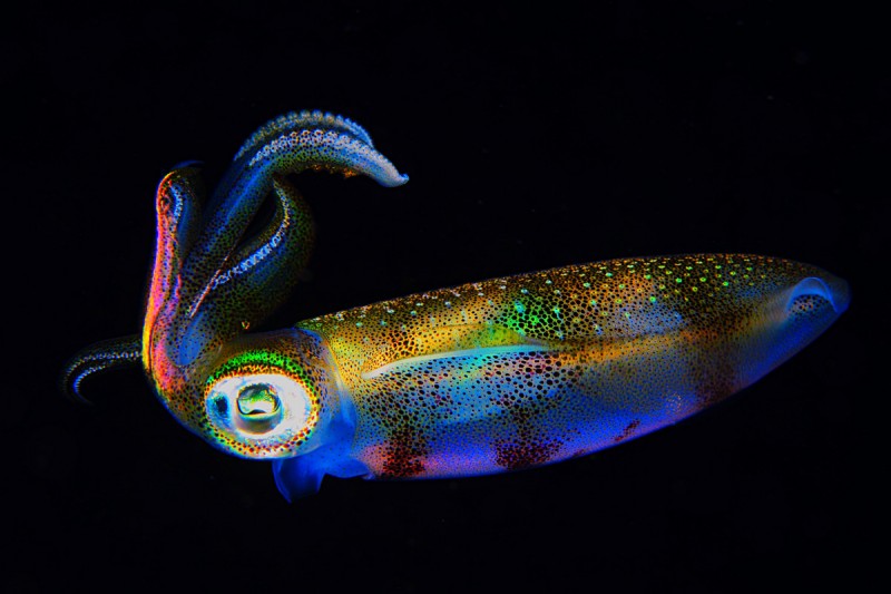 WEST OF EDEN – KOH PAHYOO - ISLAS SIMILAN - TAILANDIA -  Tap Lamu Pier Tailandia